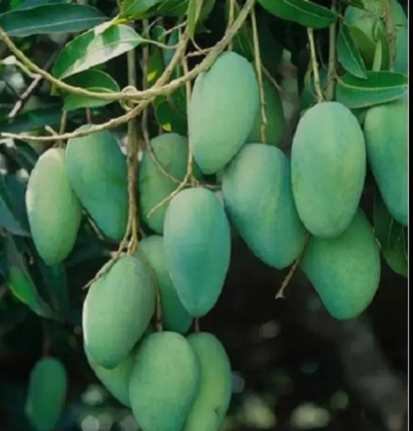 ডুমুরিয়ায় গাছে গাছে আমের সমারোহ: বাম্পার ফলনের আশায় বুক বাঁধছেন চাষিরা